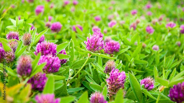 Obraz Red clover flowers on a background of green leaves