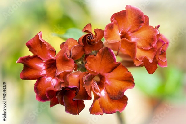 Obraz red and yellow flowers