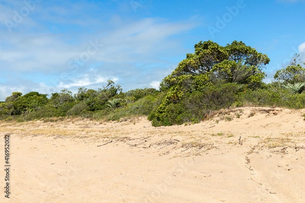 Fototapeta Vegetation around a beach in Lagoa do Patos lake