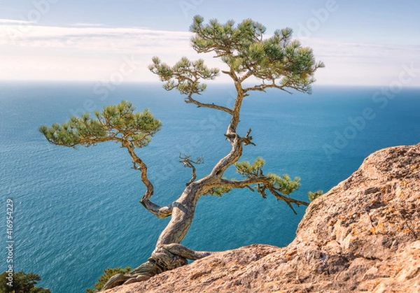Fototapeta The old pine tree on the rock is illuminated by the sun's rays. New world, Crimea. Black Sea