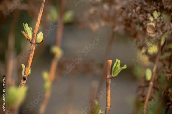 Fototapeta Shallow depth of field photograph of a young shoot coming to life in spring time, left of frame