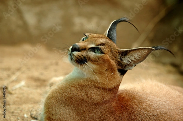 Obraz caracal