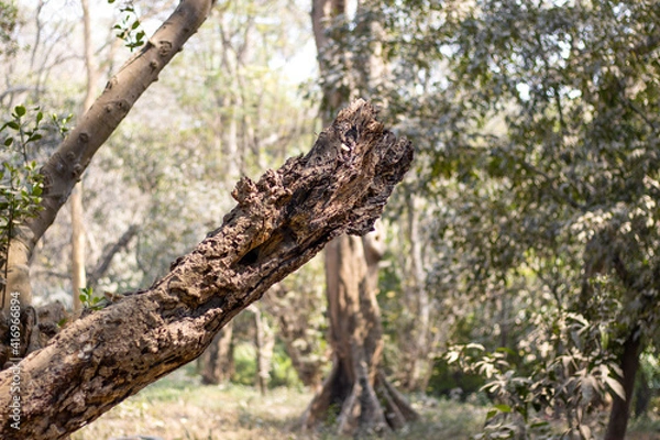 Fototapeta An old dead tree branch close up in the jungle