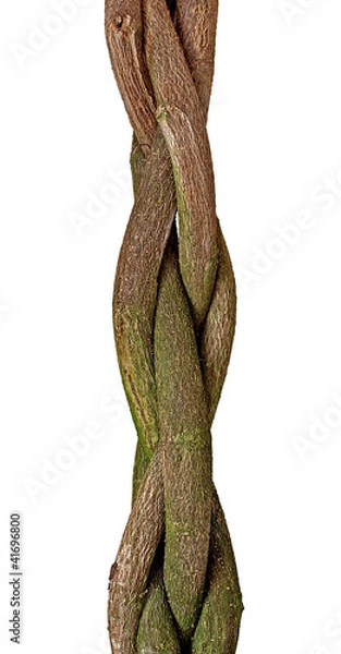 Obraz Braided Tree Trunk