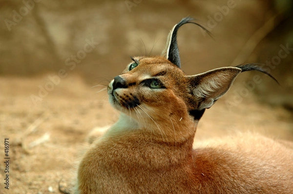Obraz caracal