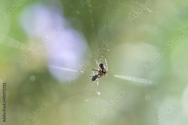 Fototapeta Small spider in web