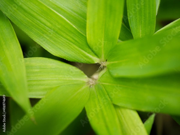 Obraz bamboo leafs green