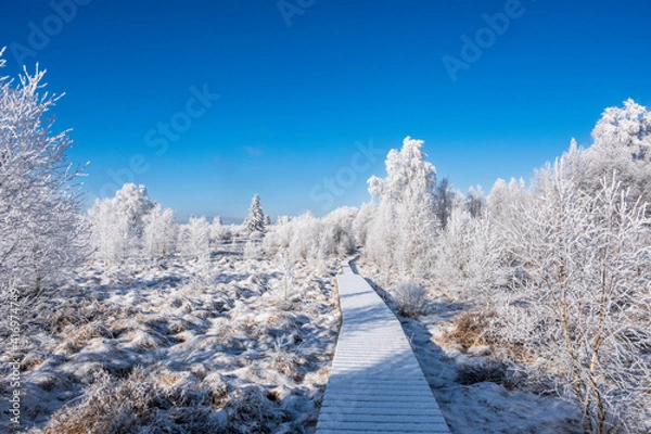 Obraz Hohes Venn im Winter