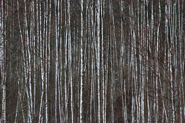 Fototapeta Alder tree trunks after blizzard