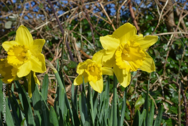Obraz daffodils in spring