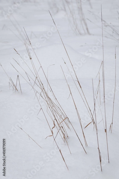Obraz dry herbage on snow covered pattern