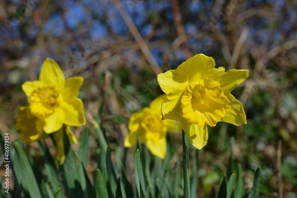 Obraz daffodils in spring