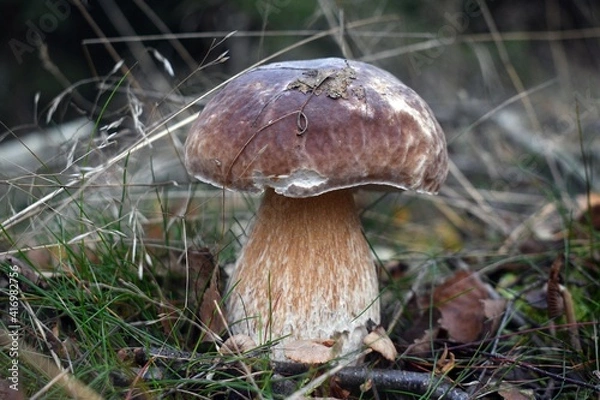 Obraz Borowik szlachetny.