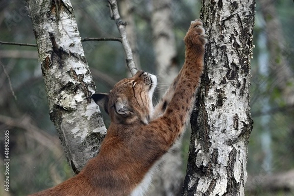 Obraz Oszczyc pazury.
