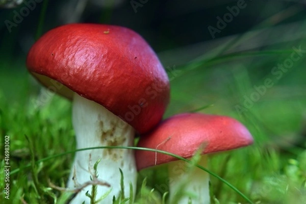 Obraz Grzybowi braća. 