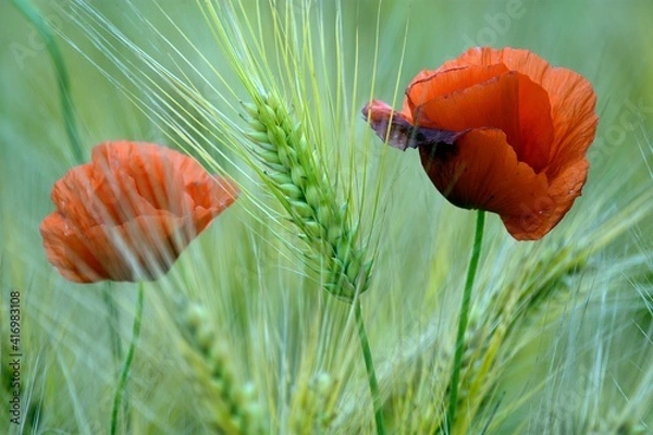 Obraz Czerwona parka. 