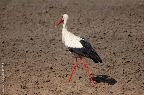 Obraz Stork walking on the ground