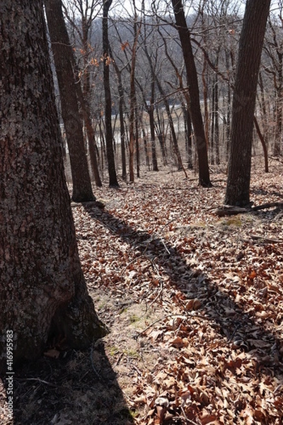 Obraz path in autumn forest