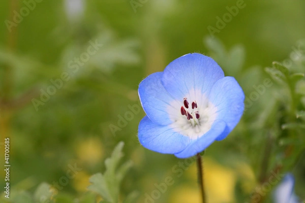 Obraz Nemophila