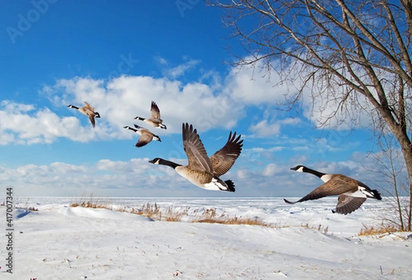 Obraz geese in flight