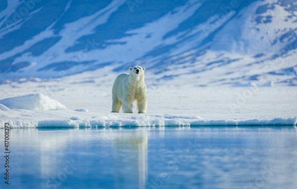 Obraz Polar bears in the arctic, Svalbard. 