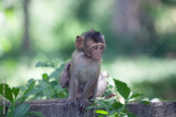 Fototapeta 可愛いサル