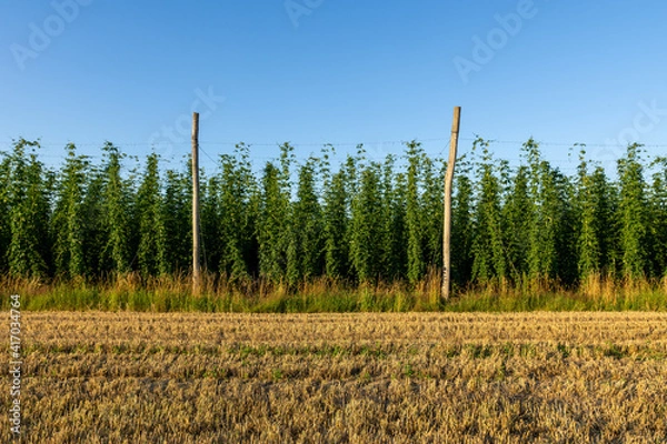 Fototapeta Green hops field. Fully grown hop bines. Hops field in Bavaria Germany. Hops are main ingredients in Beer production.