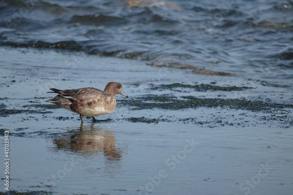 Fototapeta 海岸で食事するカモ