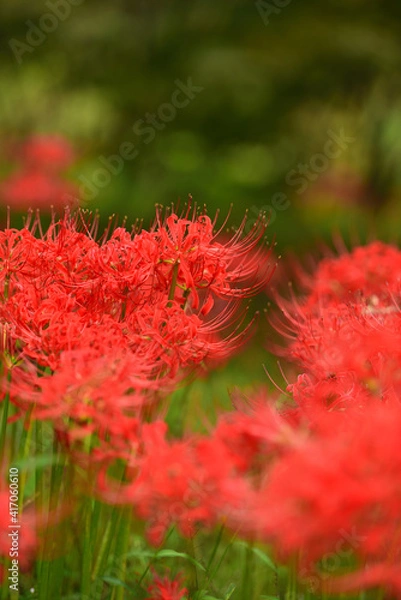 Fototapeta 彼岸花の季節
