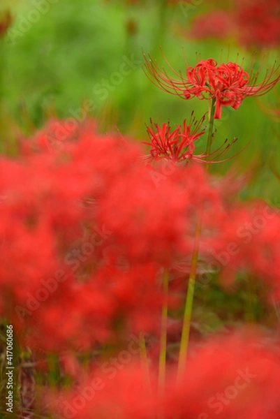 Fototapeta 彼岸花の季節