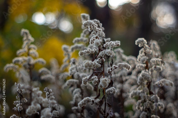 Obraz ねこやなぎ