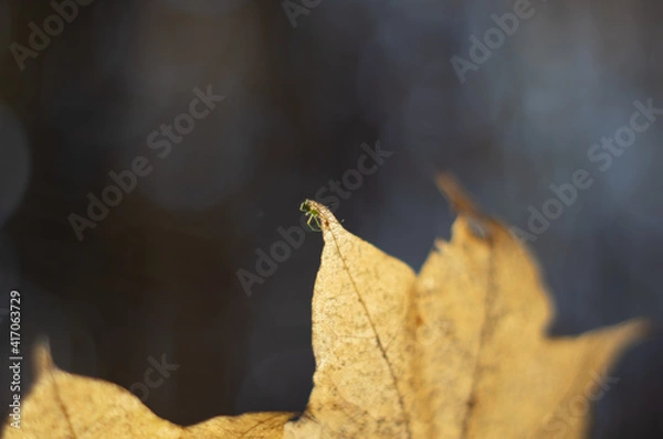 Obraz 紅葉と蜘蛛