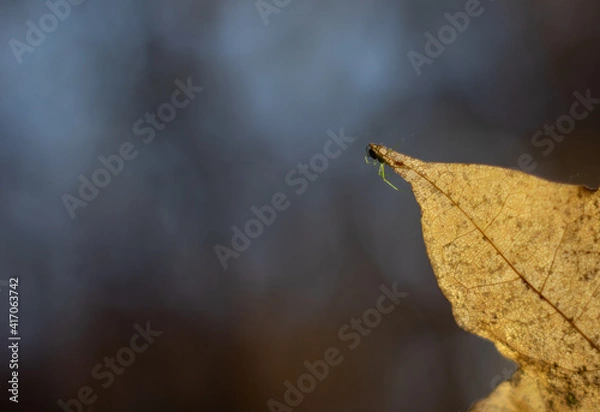 Obraz 紅葉と蜘蛛