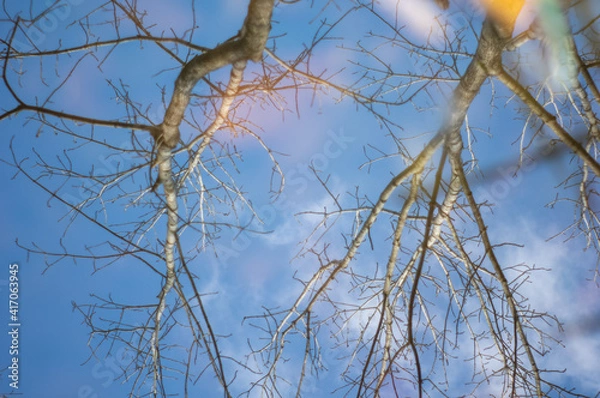 Obraz 水に映る気