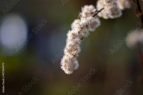 Obraz ネコヤナギ