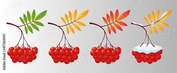 Obraz Four rowan tree branches with leaves and berries for different seasons. Vector illustration mountain ash design