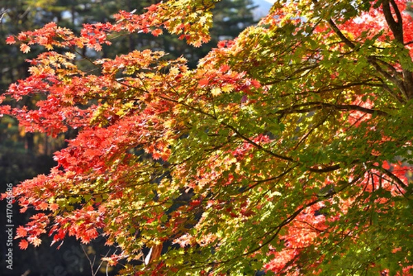 Fototapeta 五色沼の秋