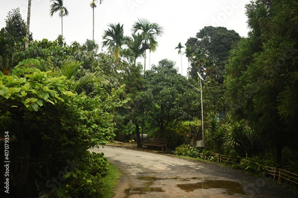 Obraz Empty winding gravel footpath through green forest in village of deciduous trees illuminated by sunbeams in mist. Beautiful summer landscape of clean country road surrounded by plant under cloudy sky.