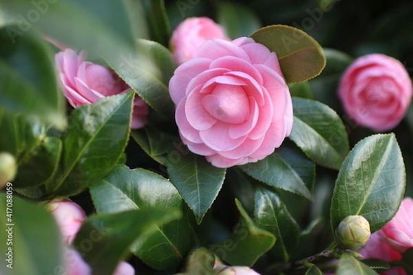 Obraz ピンクの花びらが綺麗なツバキ