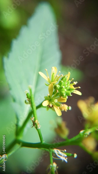 Obraz Euphorbia dentata blooming flower green leaves