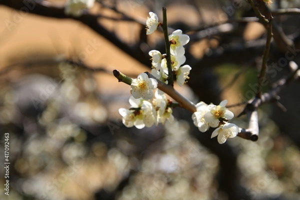 Obraz 白い梅の花が咲く庭