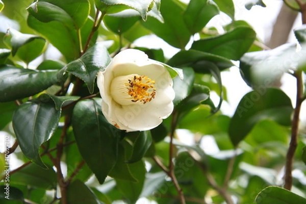 Obraz 花びらが開きかけの白一重薮椿