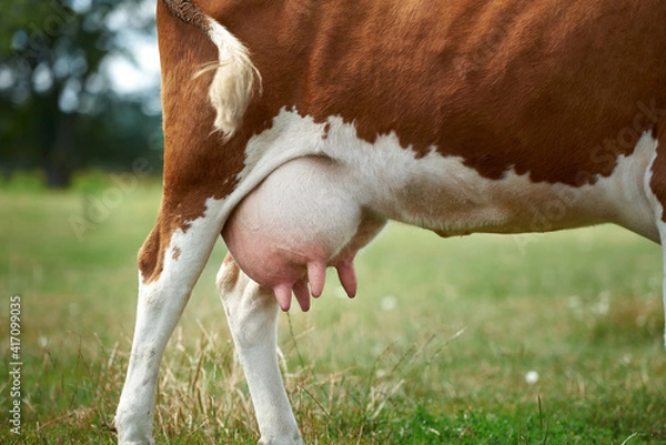 Obraz A close-up of a cow's udder