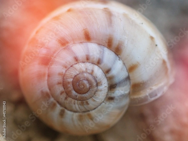 Fototapeta snail shell close-up macrophotography