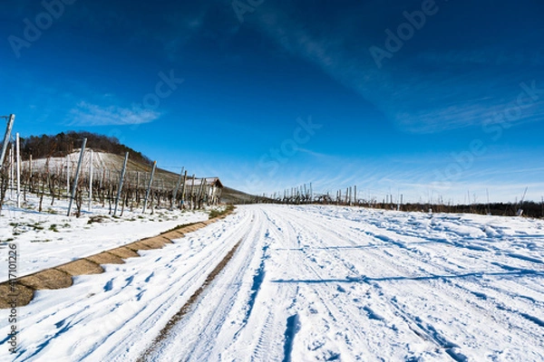 Fototapeta A beautiful shot of a snowy vineyard road with a blue sky in the background