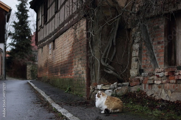 Fototapeta 冬のドイツの田舎街歩き。古民家と猫。エアフルト。