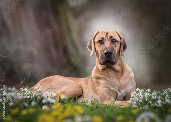 Obraz Broholmer Hund sitzt im Frühling vor Schneeglöckchen und Winterlingen im Garten