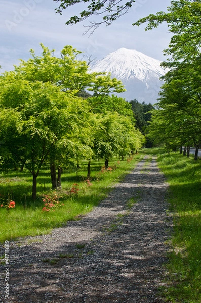 Fototapeta Fuji Path