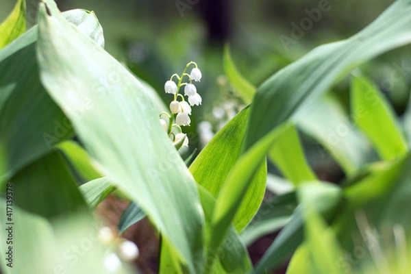 Obraz lily of the valley