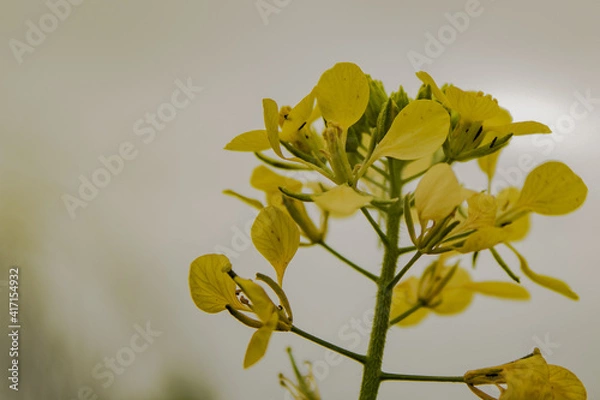 Obraz macro de flor amarilla en primavera